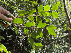 Psidium oligospermum