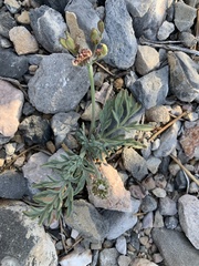 Lomatium nevadense parishii