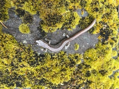 Plethodon asupak