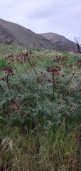 Lomatium dissectum dissectum