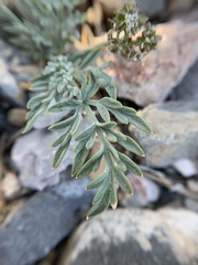 Lomatium nevadense parishii