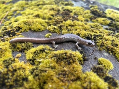 Plethodon asupak