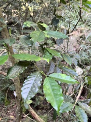 Coffeeae
