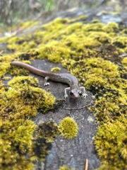 Plethodon asupak