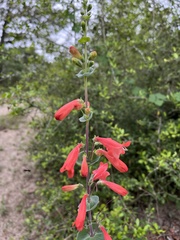 Penstemon murrayanus