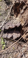 Ganoderma curtisii