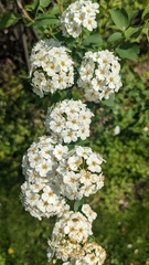 Spiraea cantoniensis