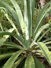 Agave