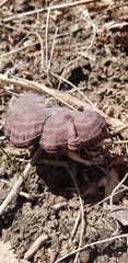 Ganoderma curtisii
