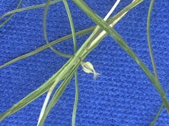 Zannichellia palustris