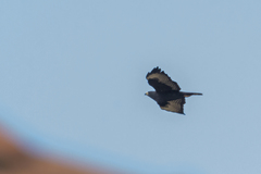 Buteo brachyurus