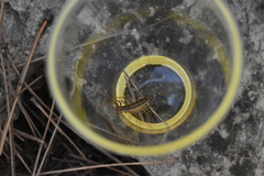 Scutigera coleoptrata