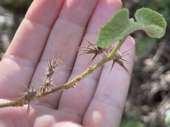 Triumfetta socorrensis