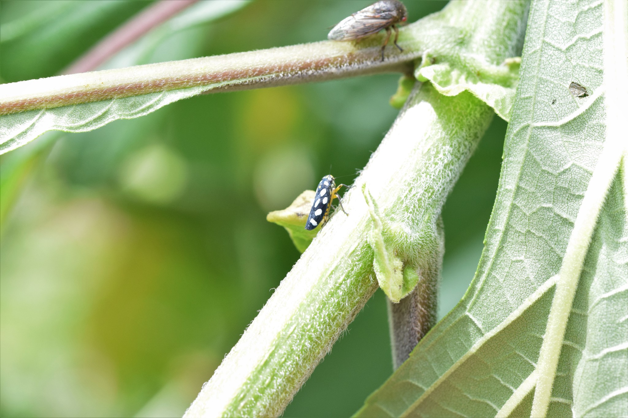 Cicadellinae image