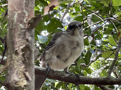 Mimus graysoni