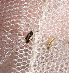 Phyllotreta striolata