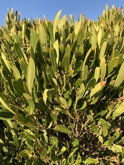 Olea exasperata