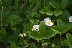 Fragaria