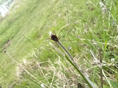 Dermacentor reticulatus