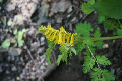 Corydalis speciosa