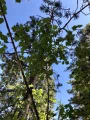 Acer glabrum neomexicanum