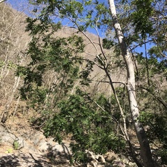 Thouinidium decandrum