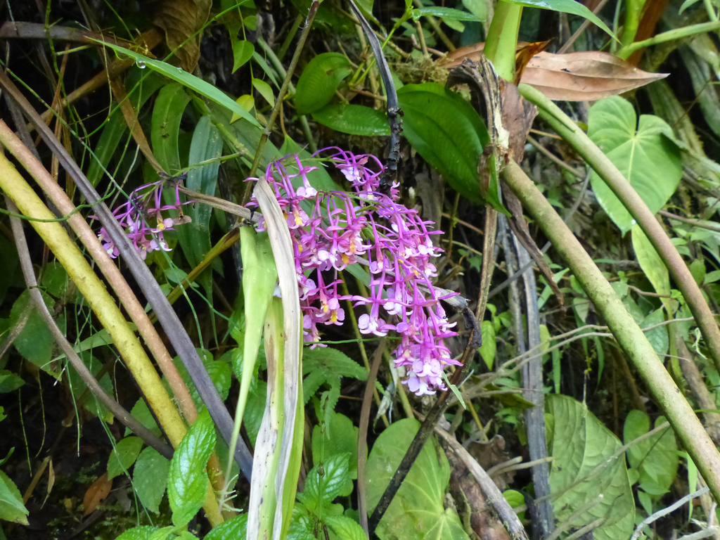 Epidendrum barbaricum Hágsater & Dodson