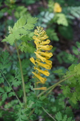 Corydalis speciosa