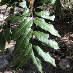 Thouinidium decandrum