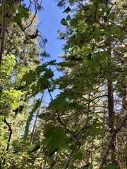 Acer glabrum neomexicanum
