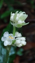 Pollia japonica
