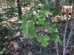 Acer glabrum neomexicanum