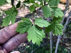 Acer glabrum neomexicanum