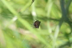 Gibbaranea bituberculata