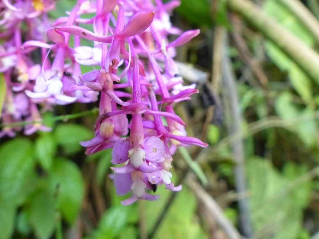 Epidendrum barbaricum Hágsater & Dodson 2