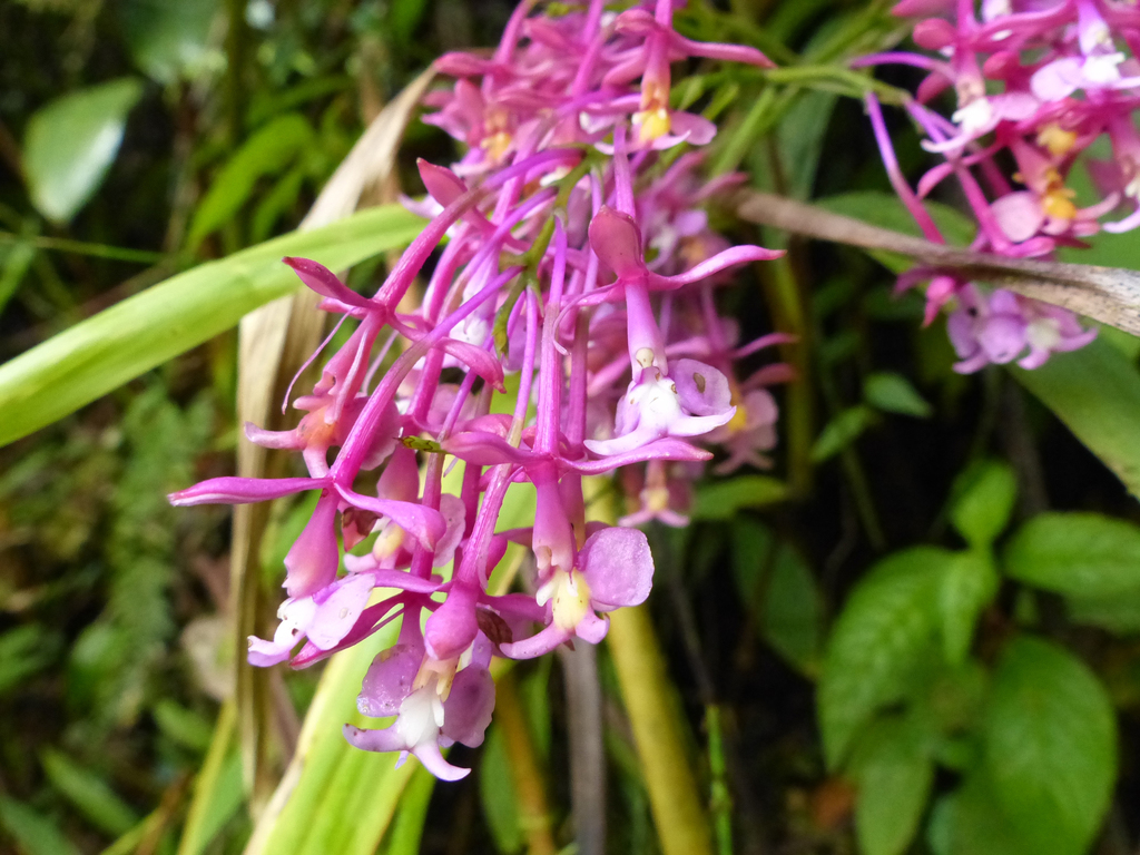 Epidendrum barbaricum Hágsater & Dodson 3