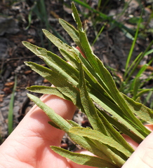 Puccinia sii-falcariae
