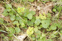 Peronospora chrysosplenii