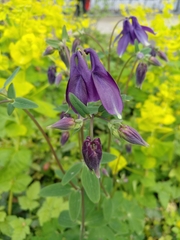 Aquilegia vulgaris