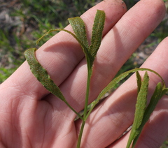 Puccinia sii-falcariae