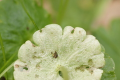 Peronospora chrysosplenii