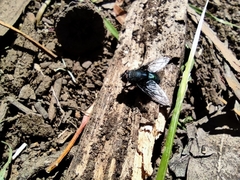 Calliphora nigribasis