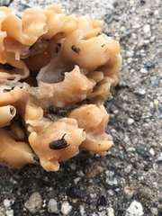 Porifera