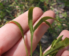 Puccinia sii-falcariae