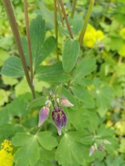 Aquilegia vulgaris