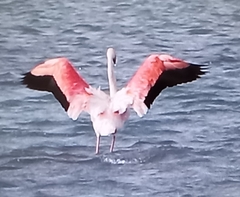 Phoenicopterus roseus