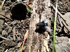 Calliphora nigribasis