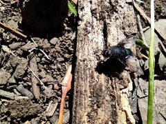 Calliphora nigribasis