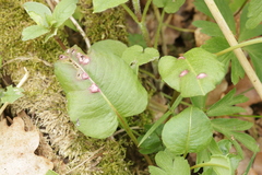 Microbotryum pustulatum