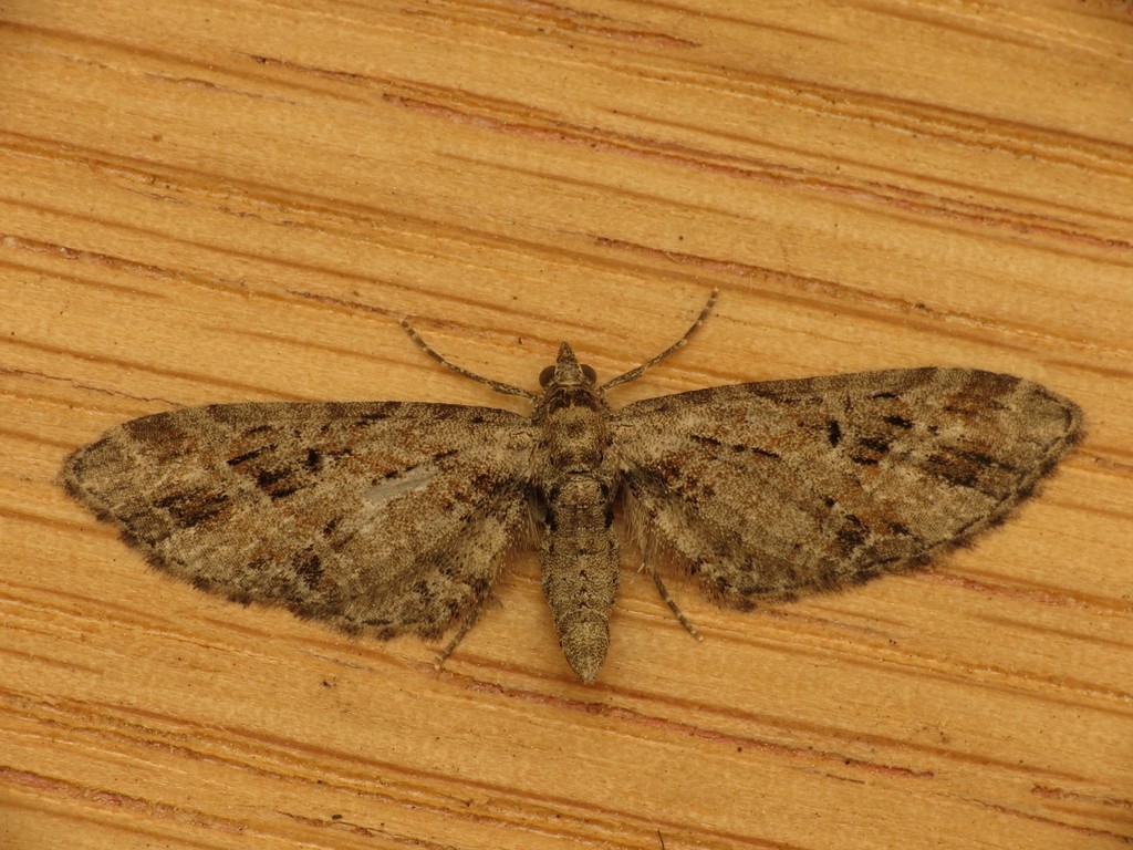 Mottled Pug